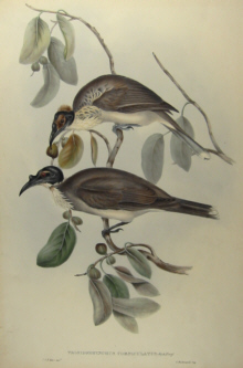 John Gould's Birds of Australia